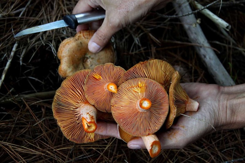The art of mushroom foraging in and around Toronto